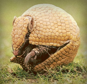 Futbol Seleccion - La mascota de Brasil 2014 - Armadillo